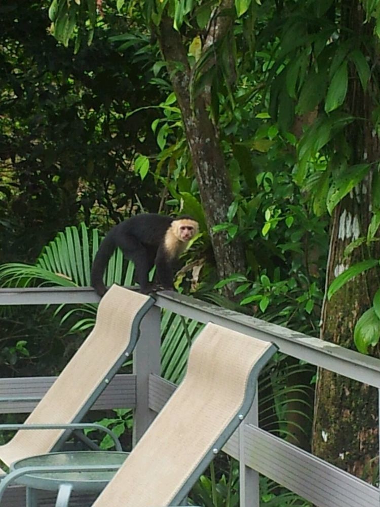 Hotel Plaza Yara Manuel Antonio Buitenkant foto